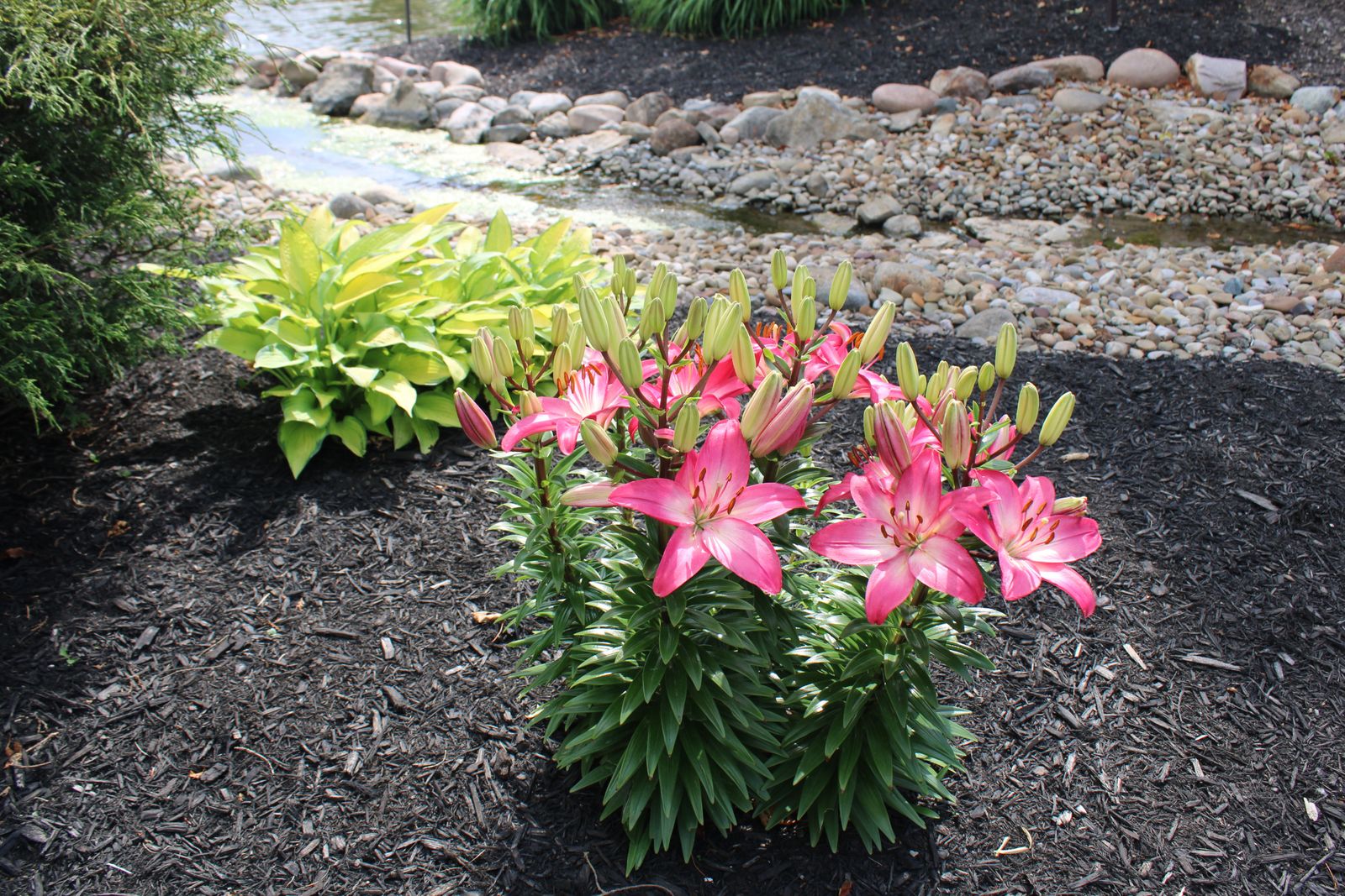 How to mulch garden beds the right way