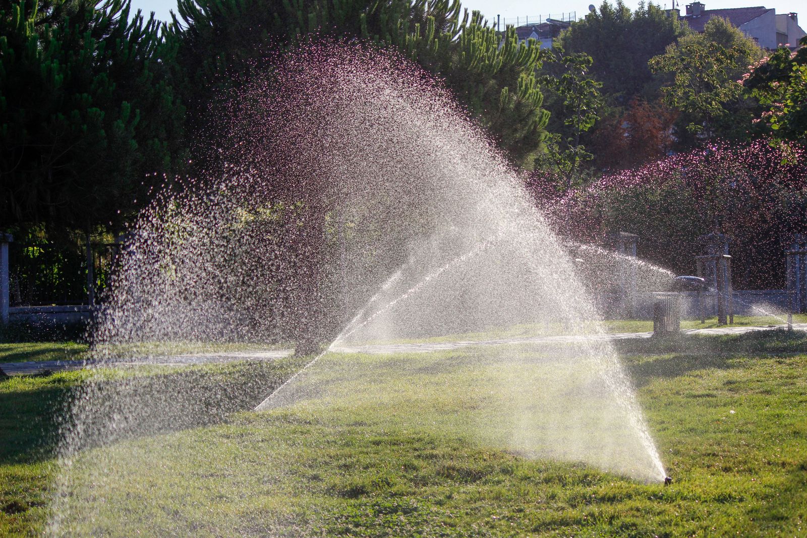 How to water your lawn in summer