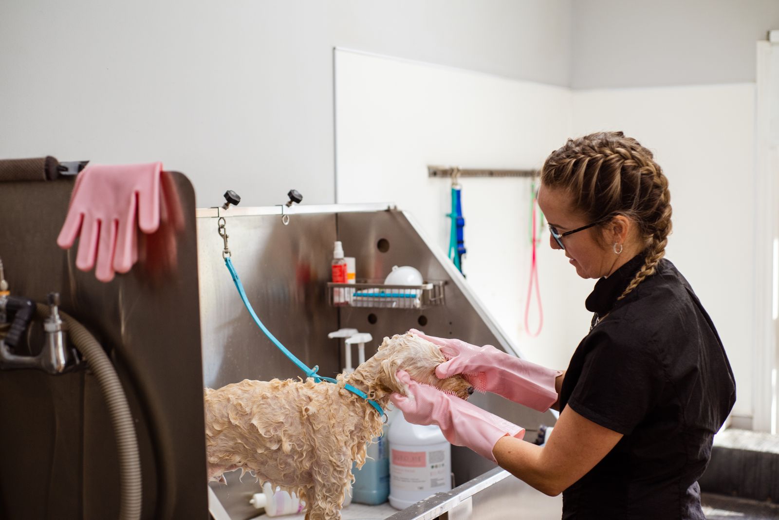 How to bathe your dog at home between grooms