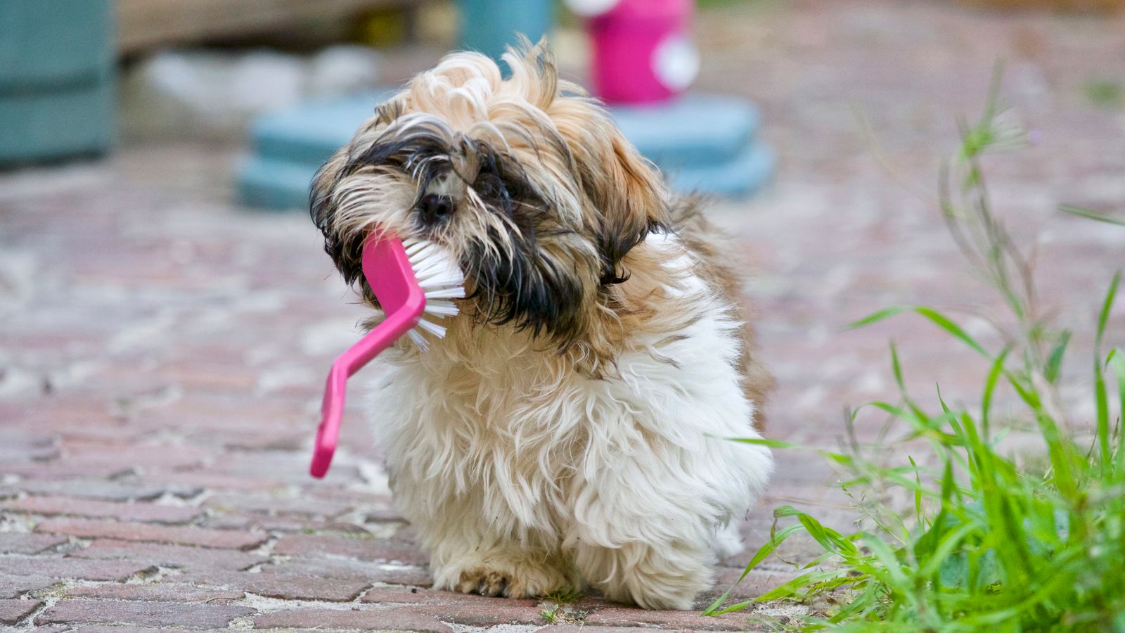 Getting a nervous dog ready for its first groom