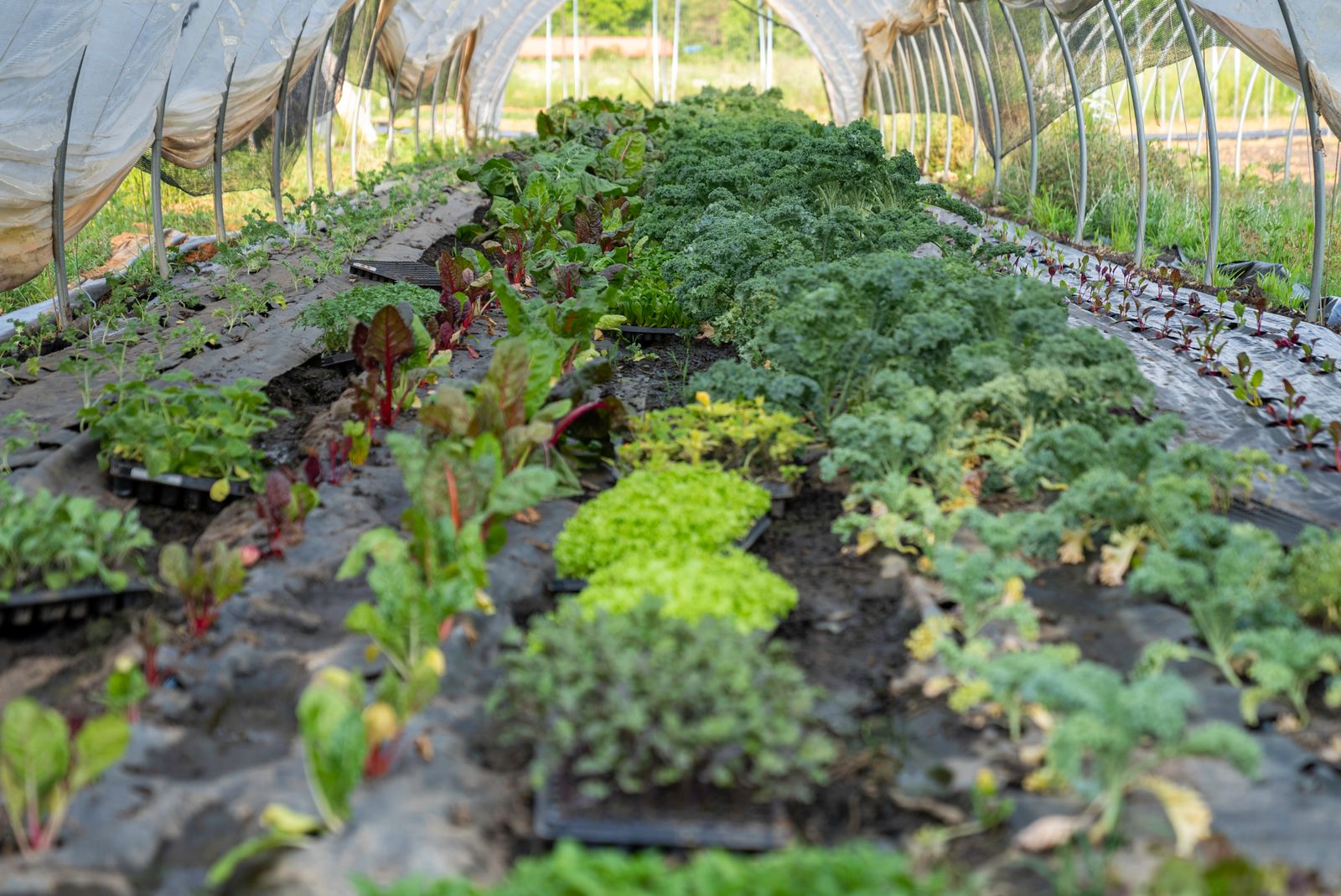 Eating with the seasons: a simple start