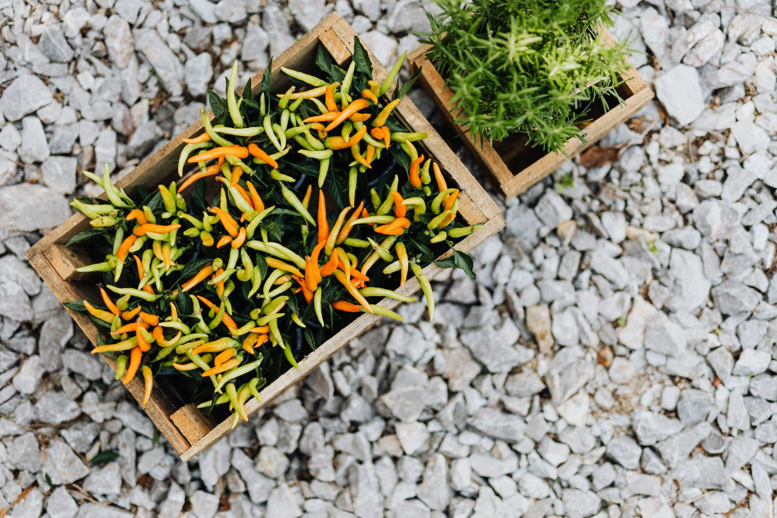 Keeping your veg box fresh all week