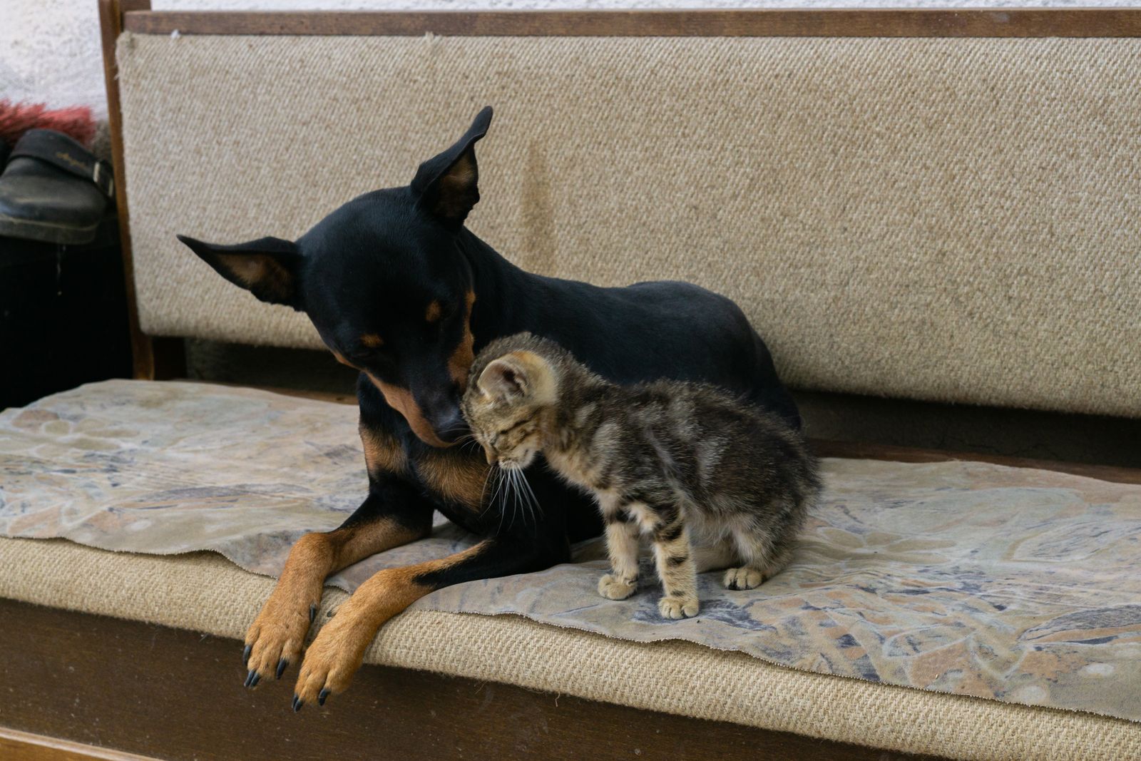 Vaccination schedule basics for puppies and kittens