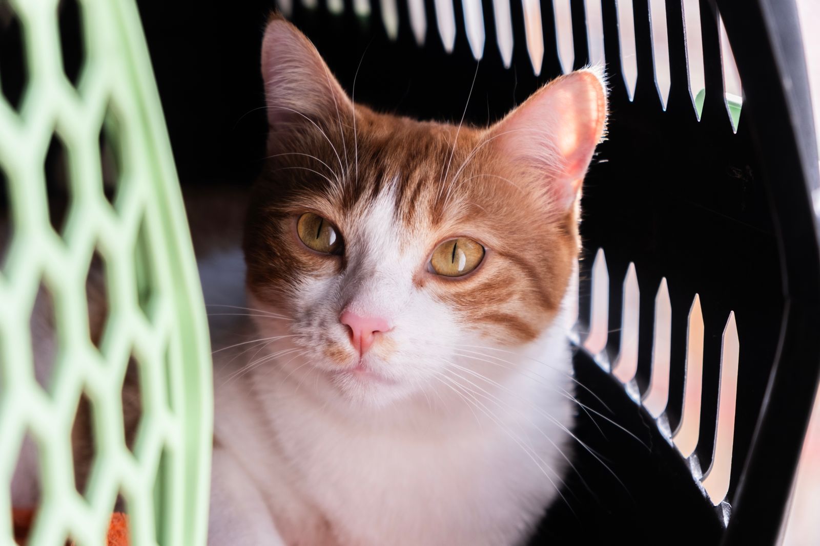 How to get your cat used to the carrier