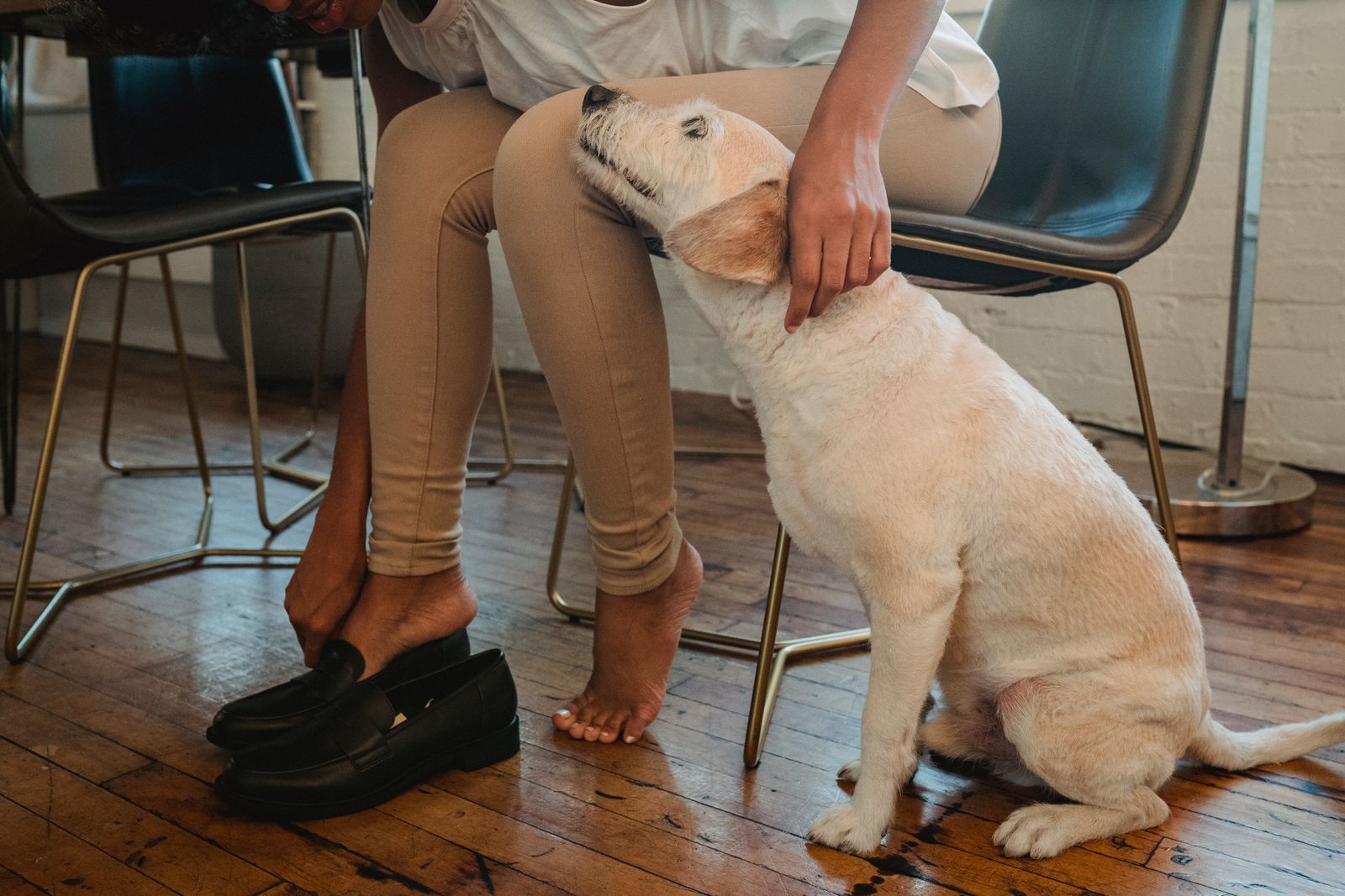Five ways to keep your dog calm at the vet