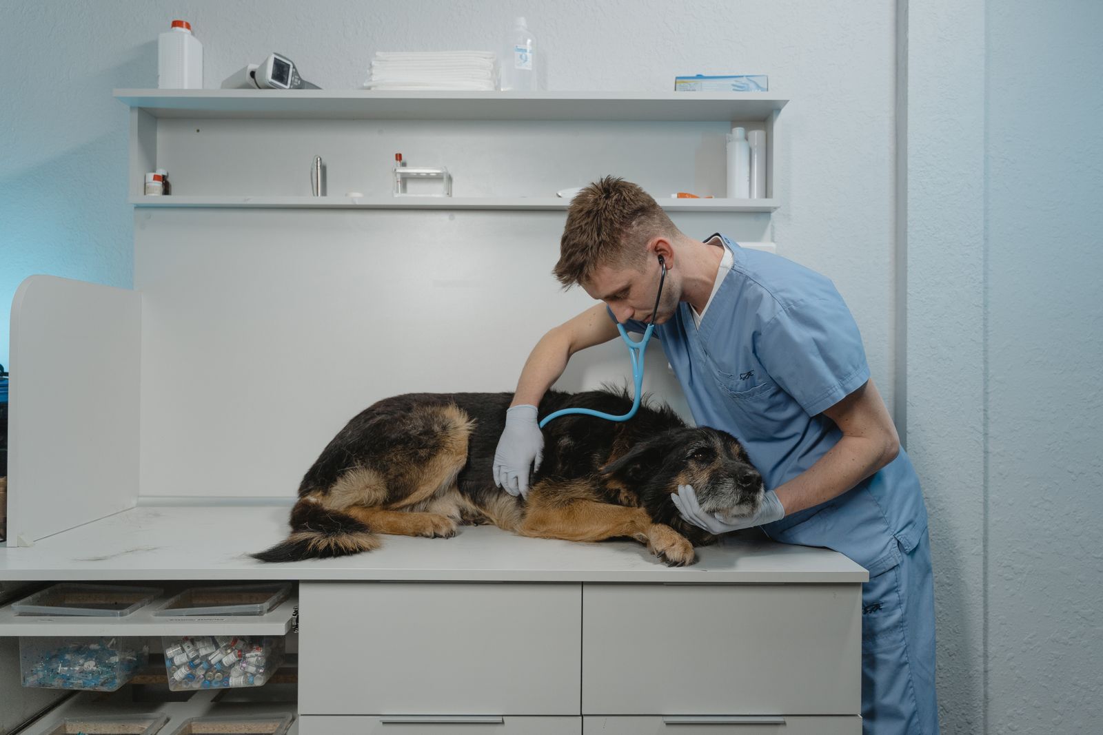 Illustration of a vet checking a happy dog