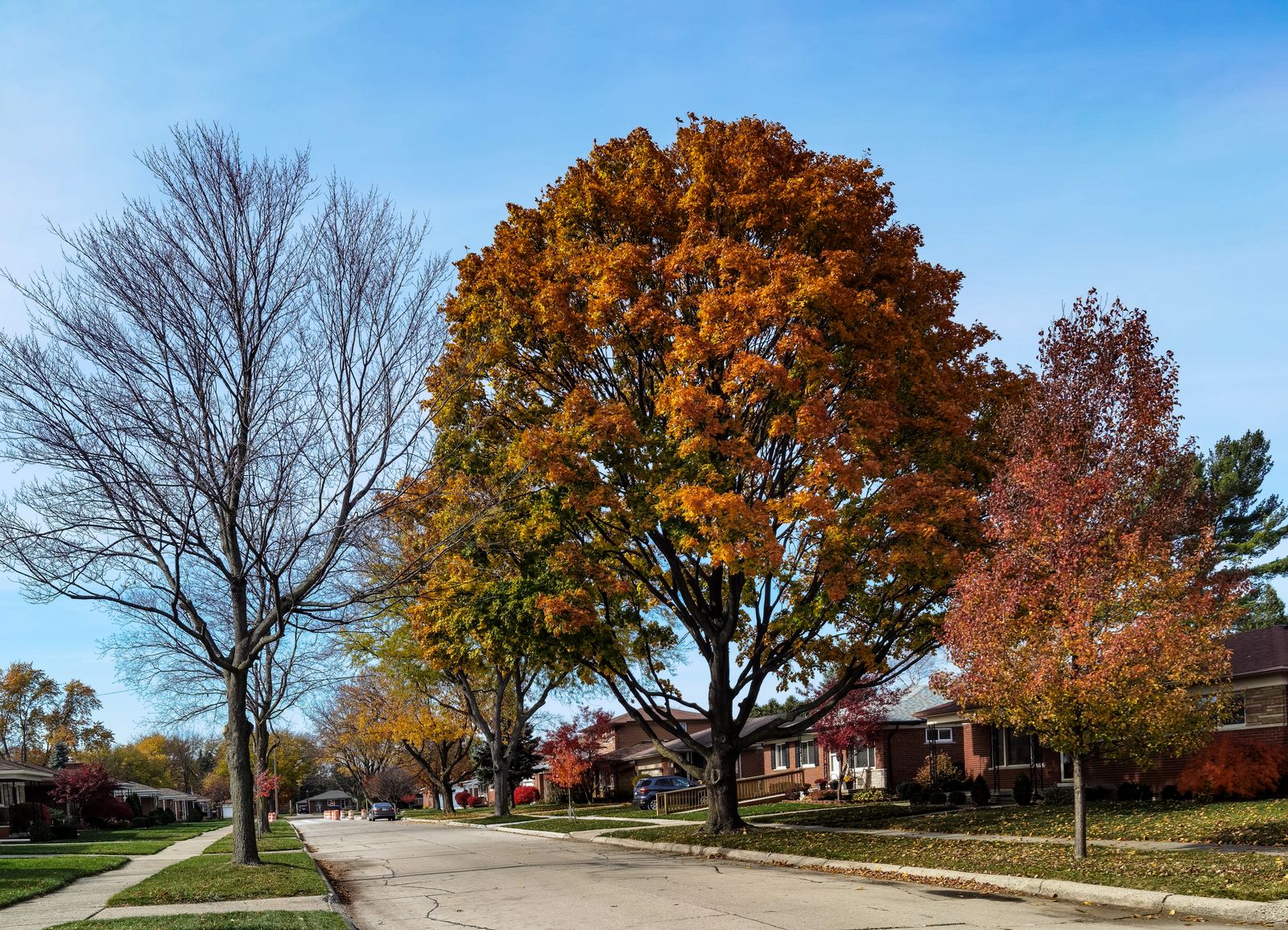 Maple Hill