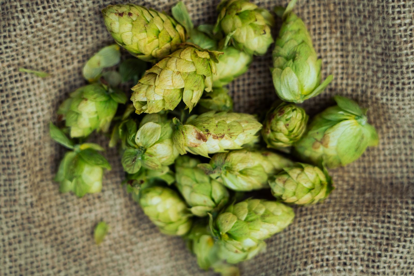 Hops and malt