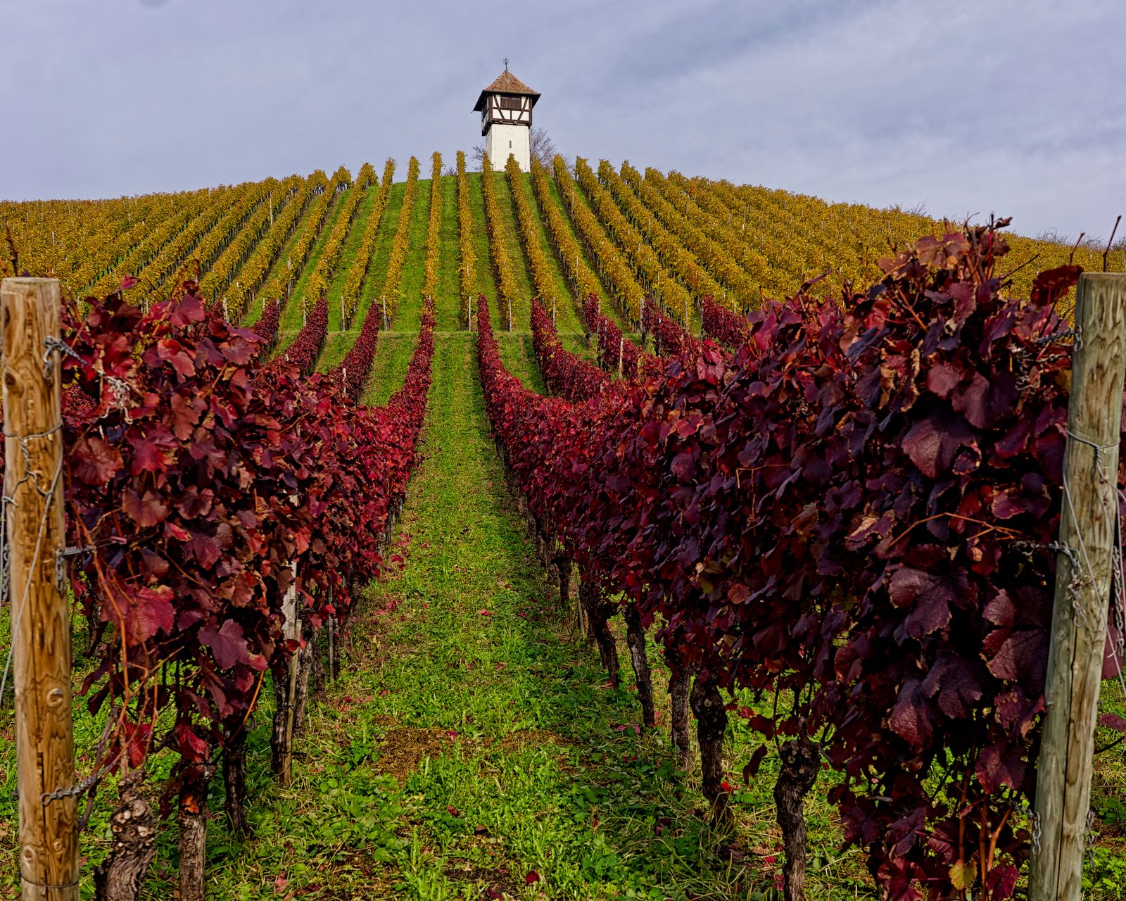 The vineyard in autumn