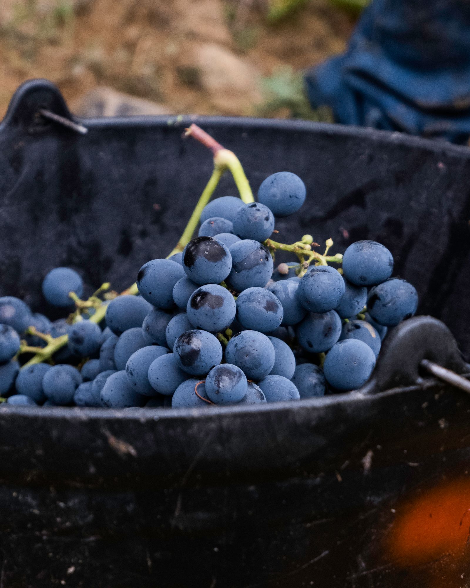 Harvest time