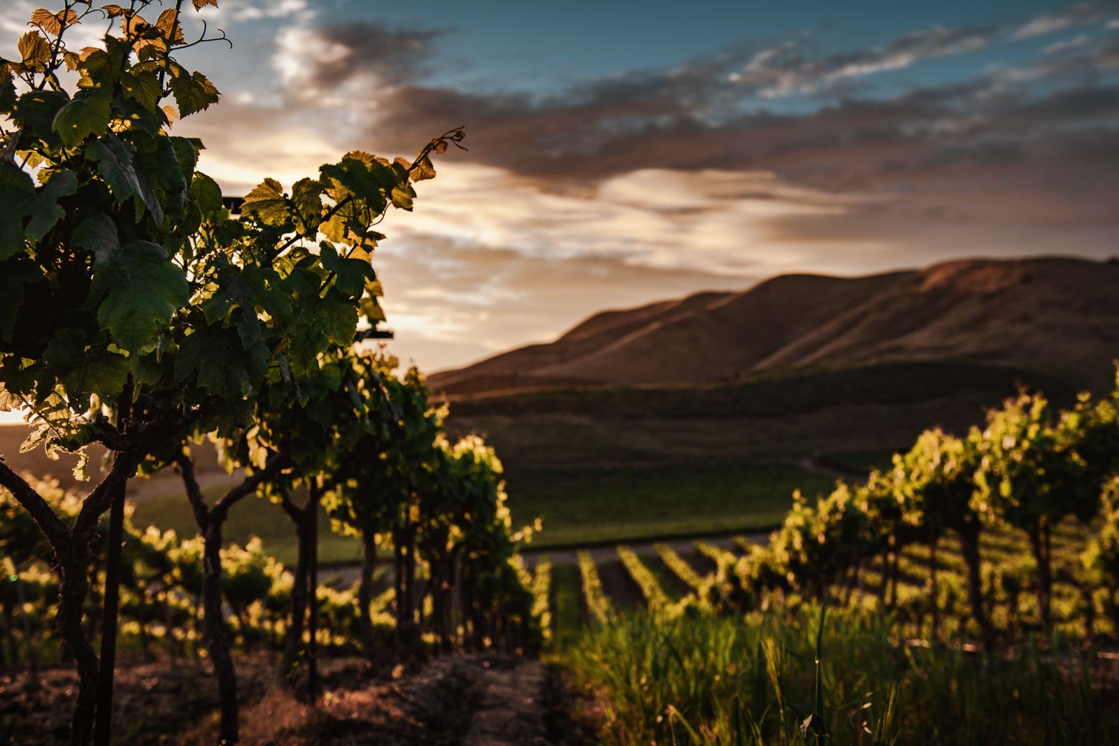 The vineyard and the winery on the hill