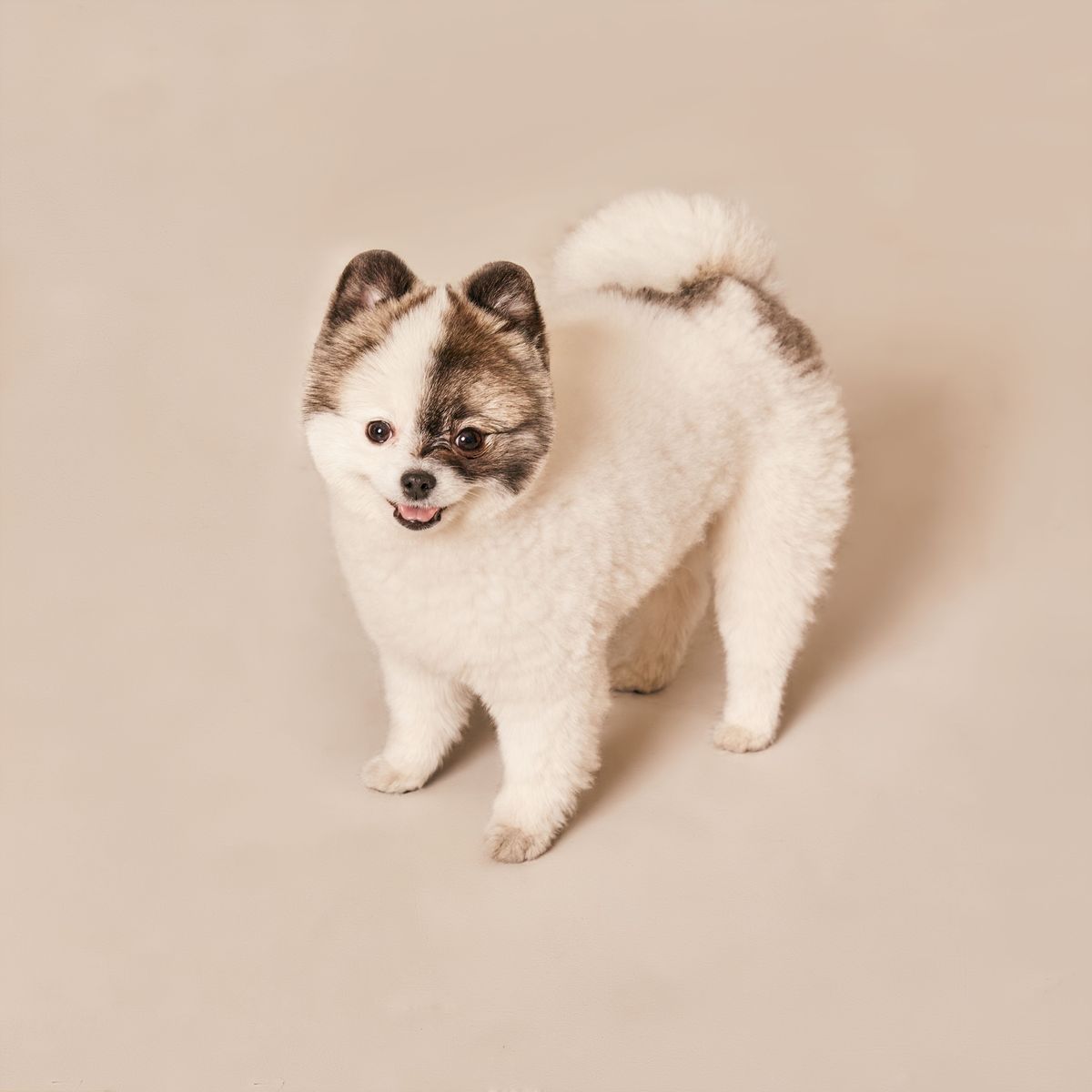 Puppy’s first groom