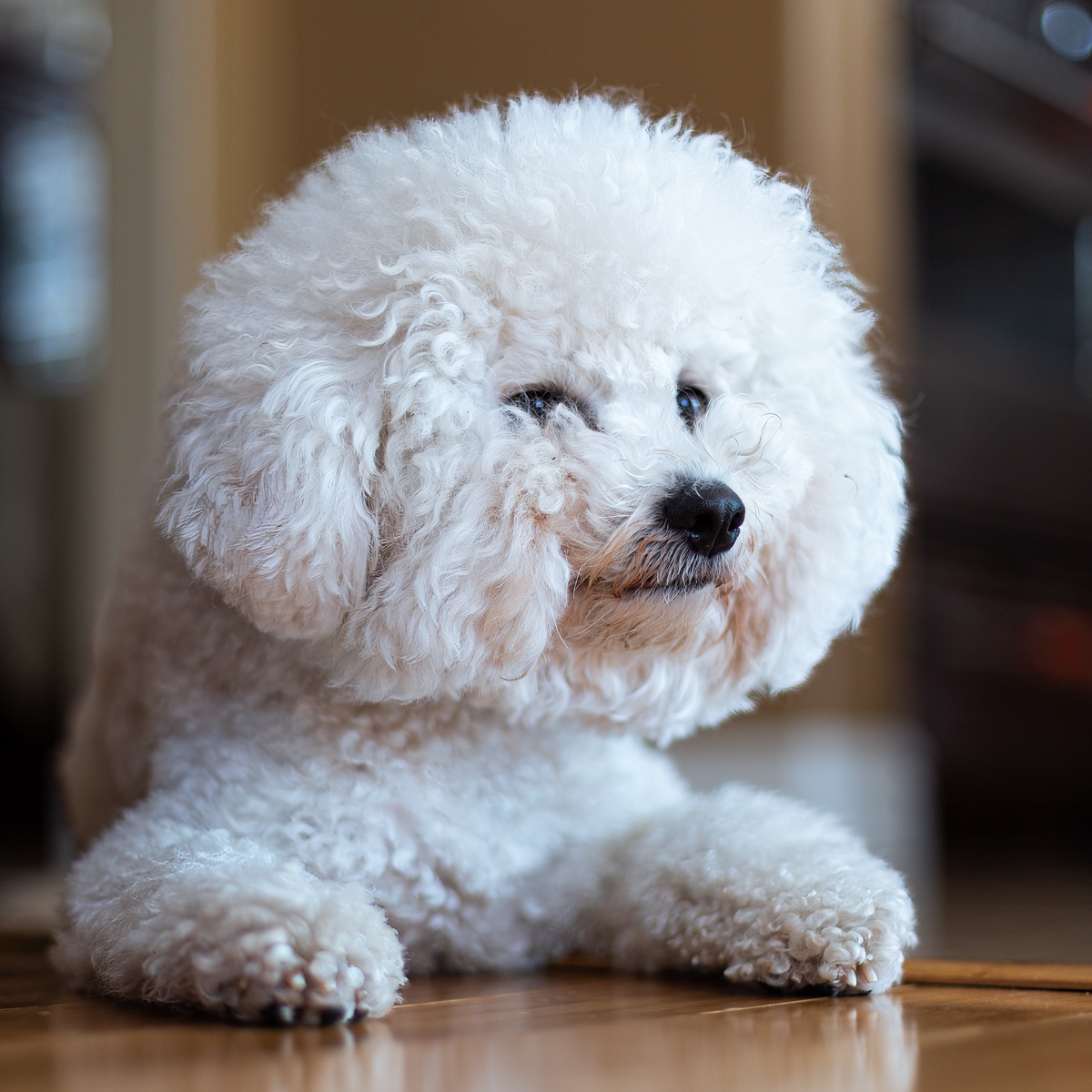 Fluffy round face