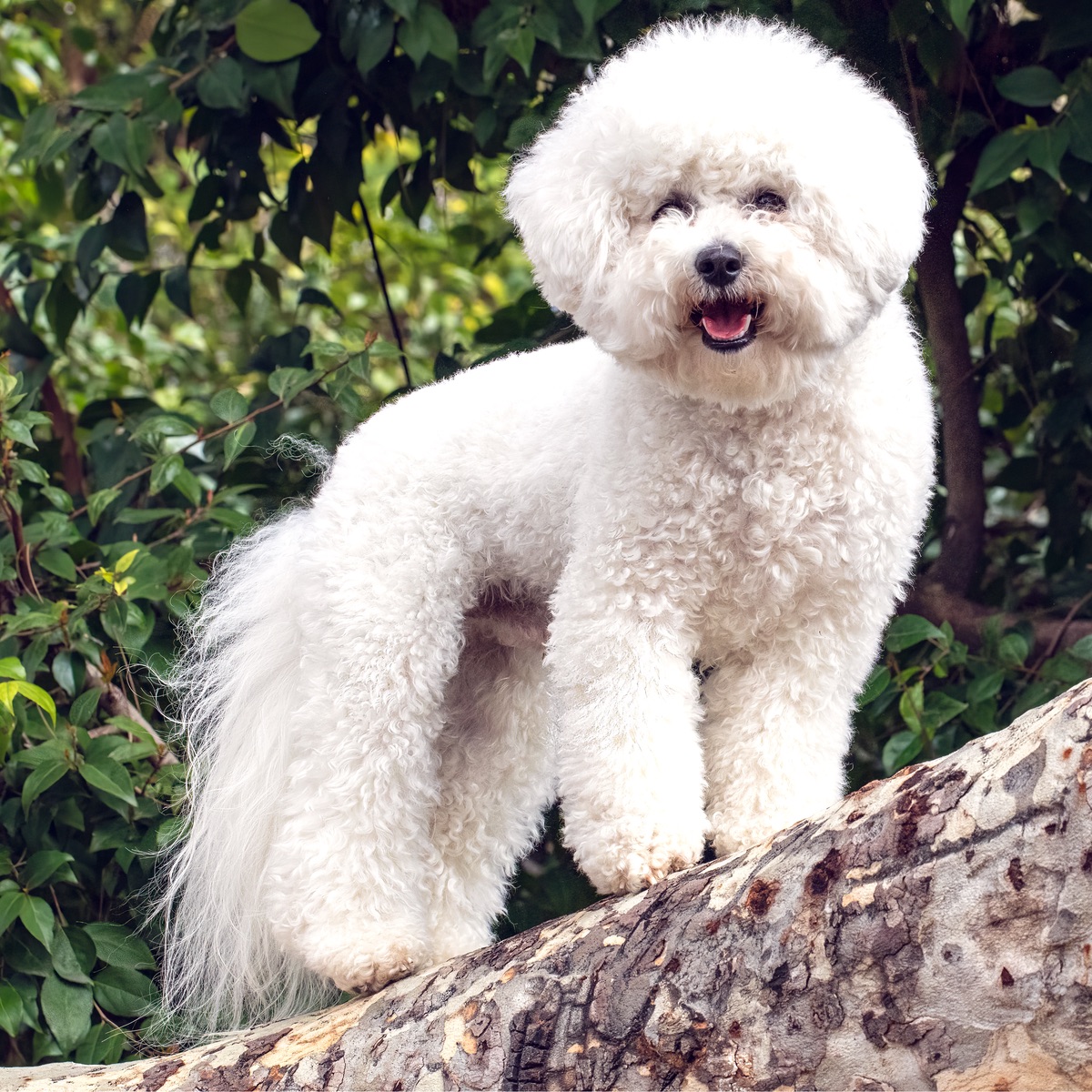 Classic bichon trim