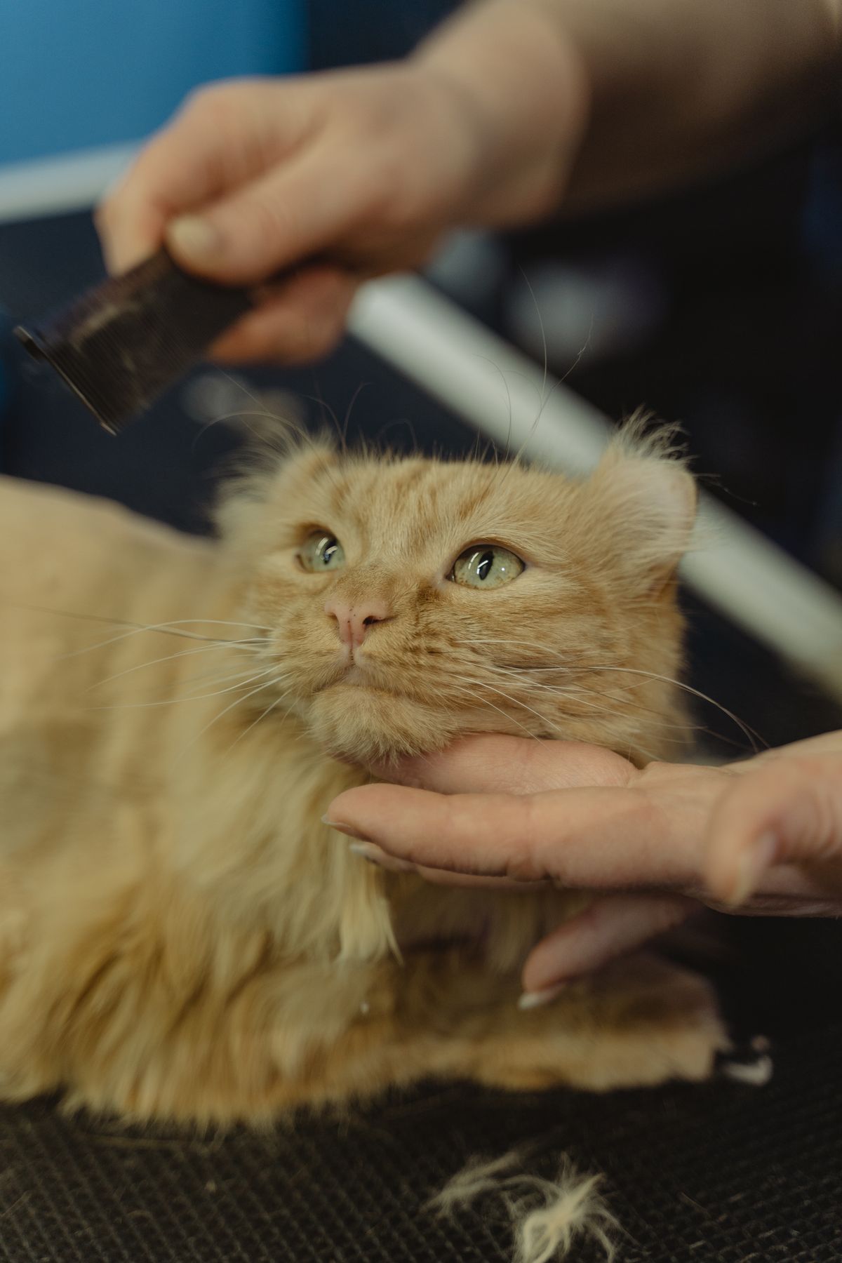 Gentle cat comb-out