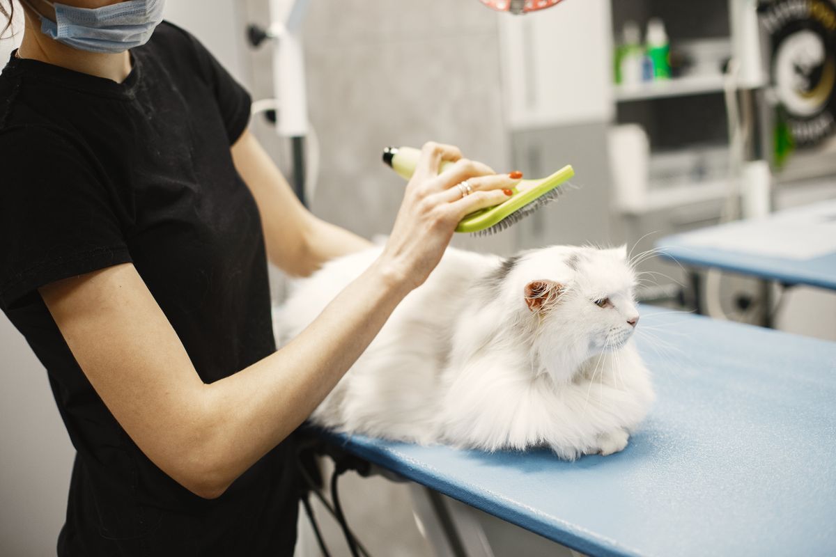 Long-haired cat brush-out