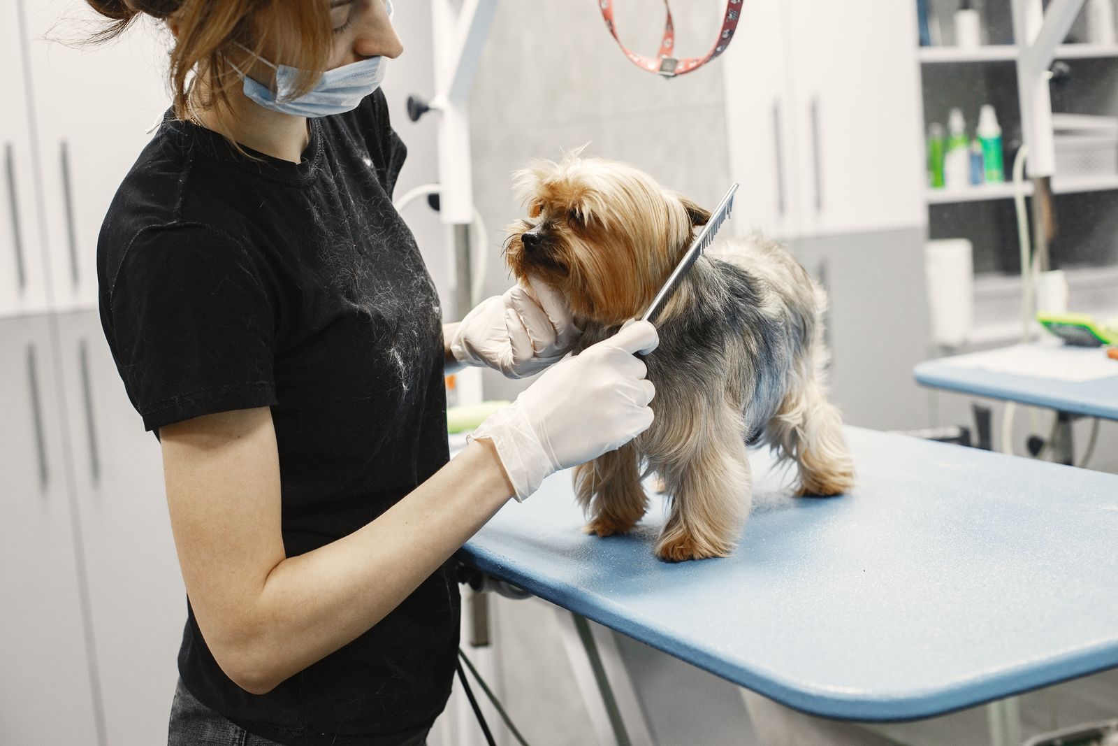 A groomer brushing a happy dog on the grooming table