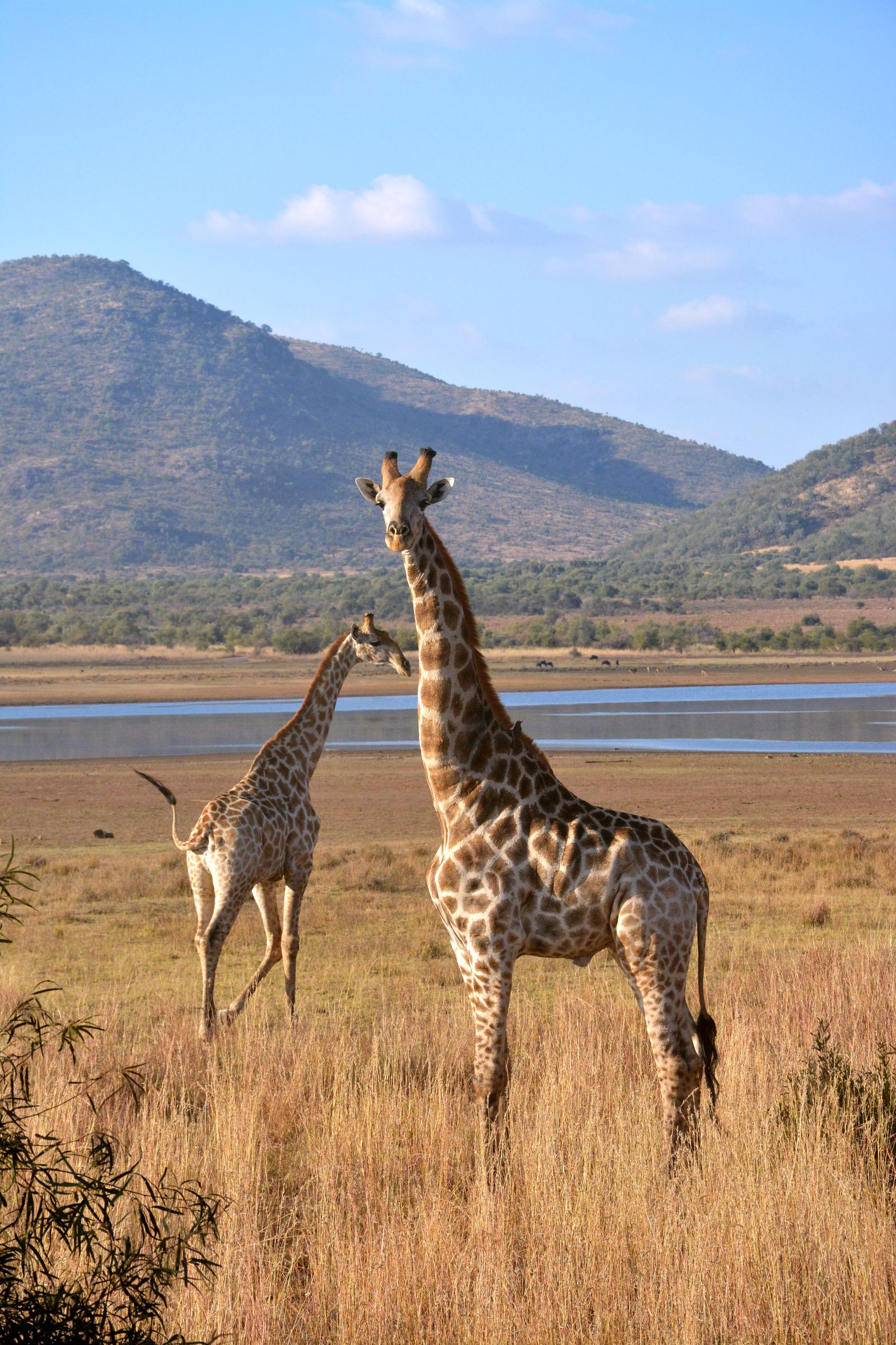 African safari