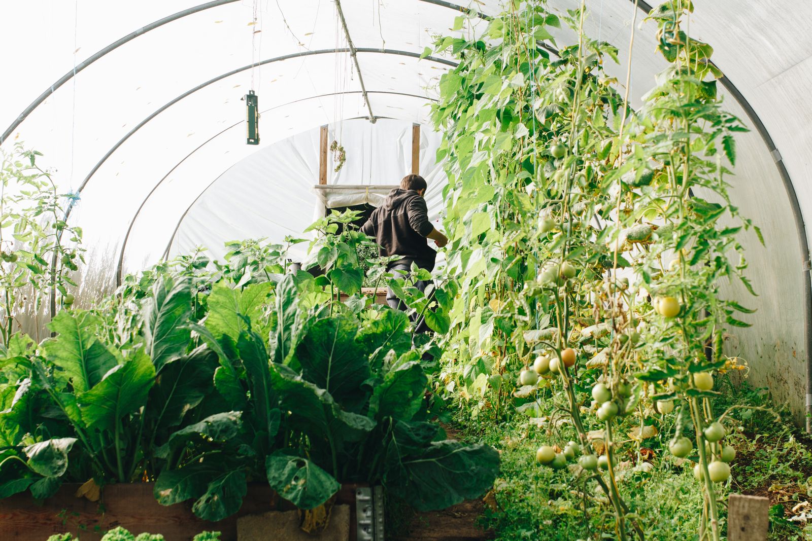 Rows of vegetables and a polytunnel on the farm