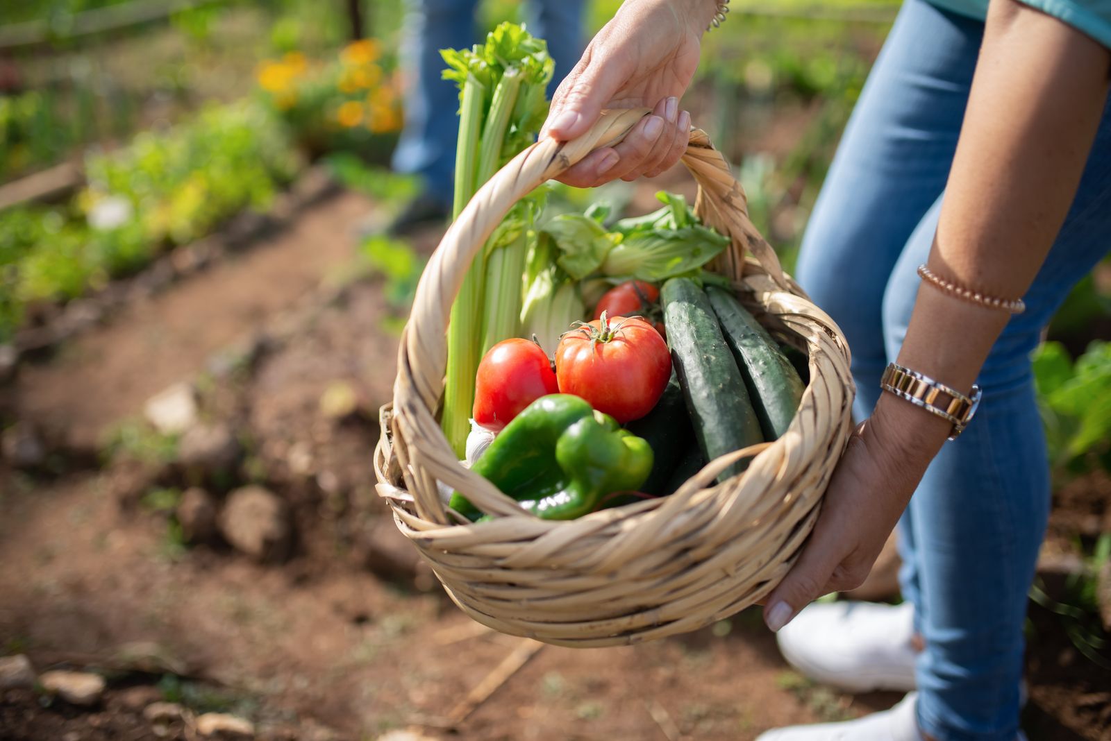 A picking basket out in the rows