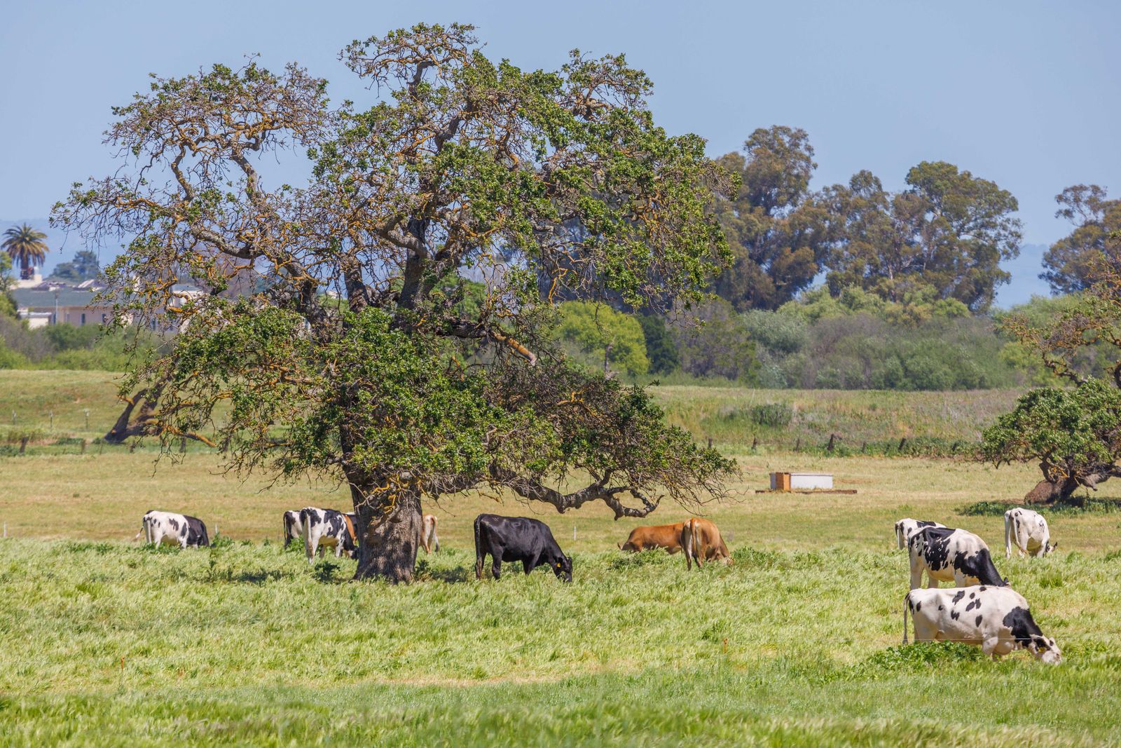 Cattle grazing in a field
