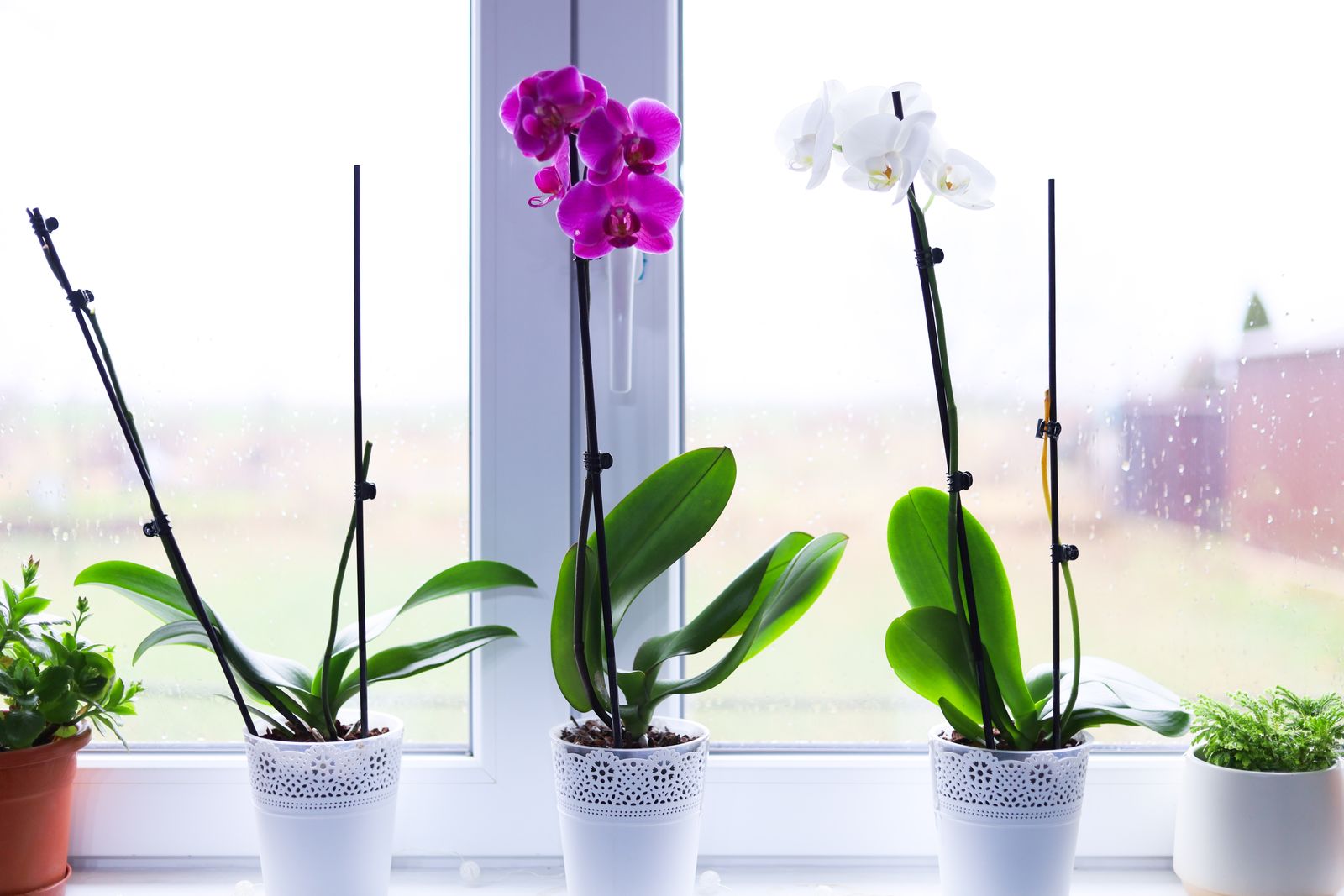 Plants