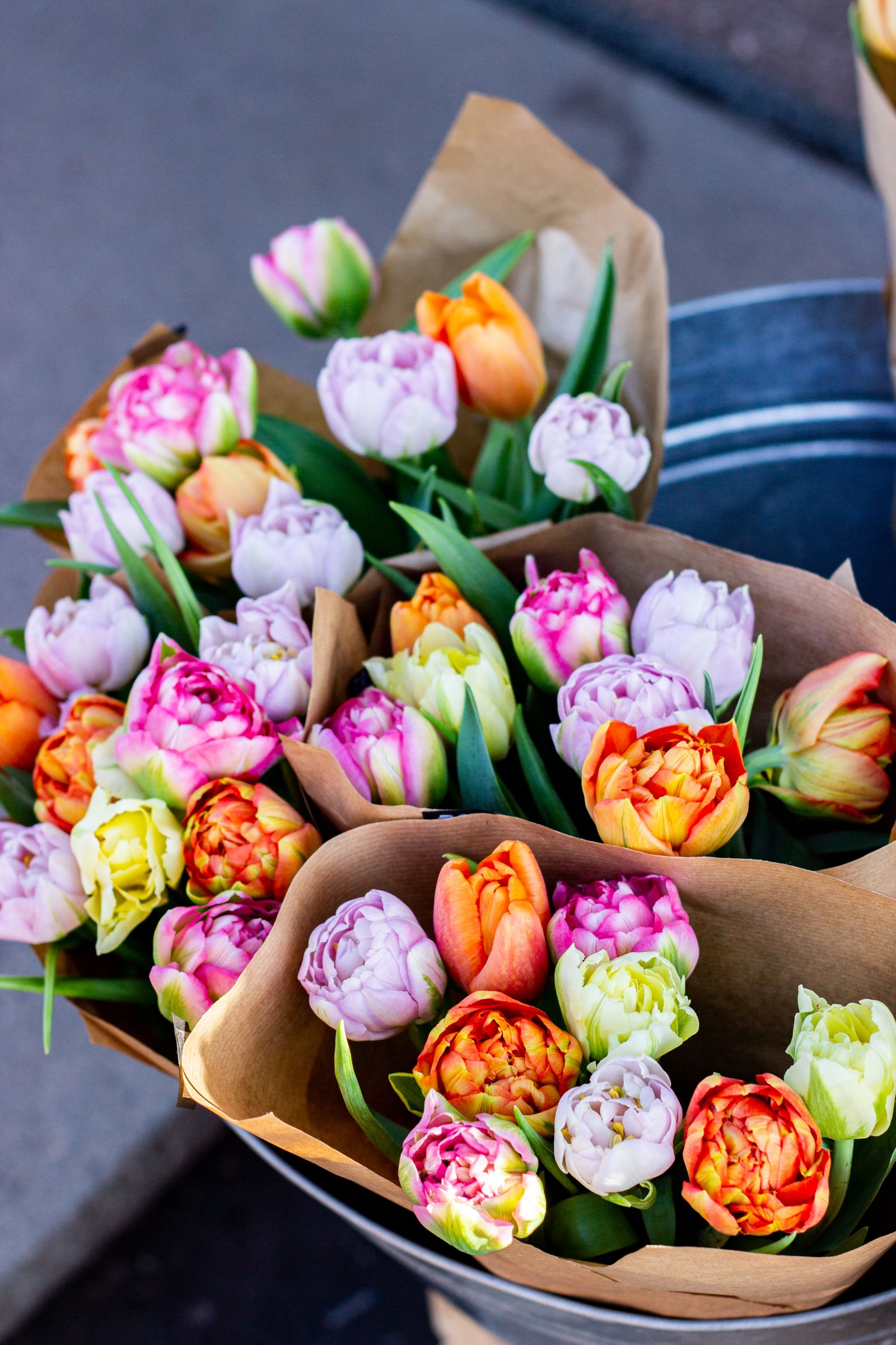 Spring tulips