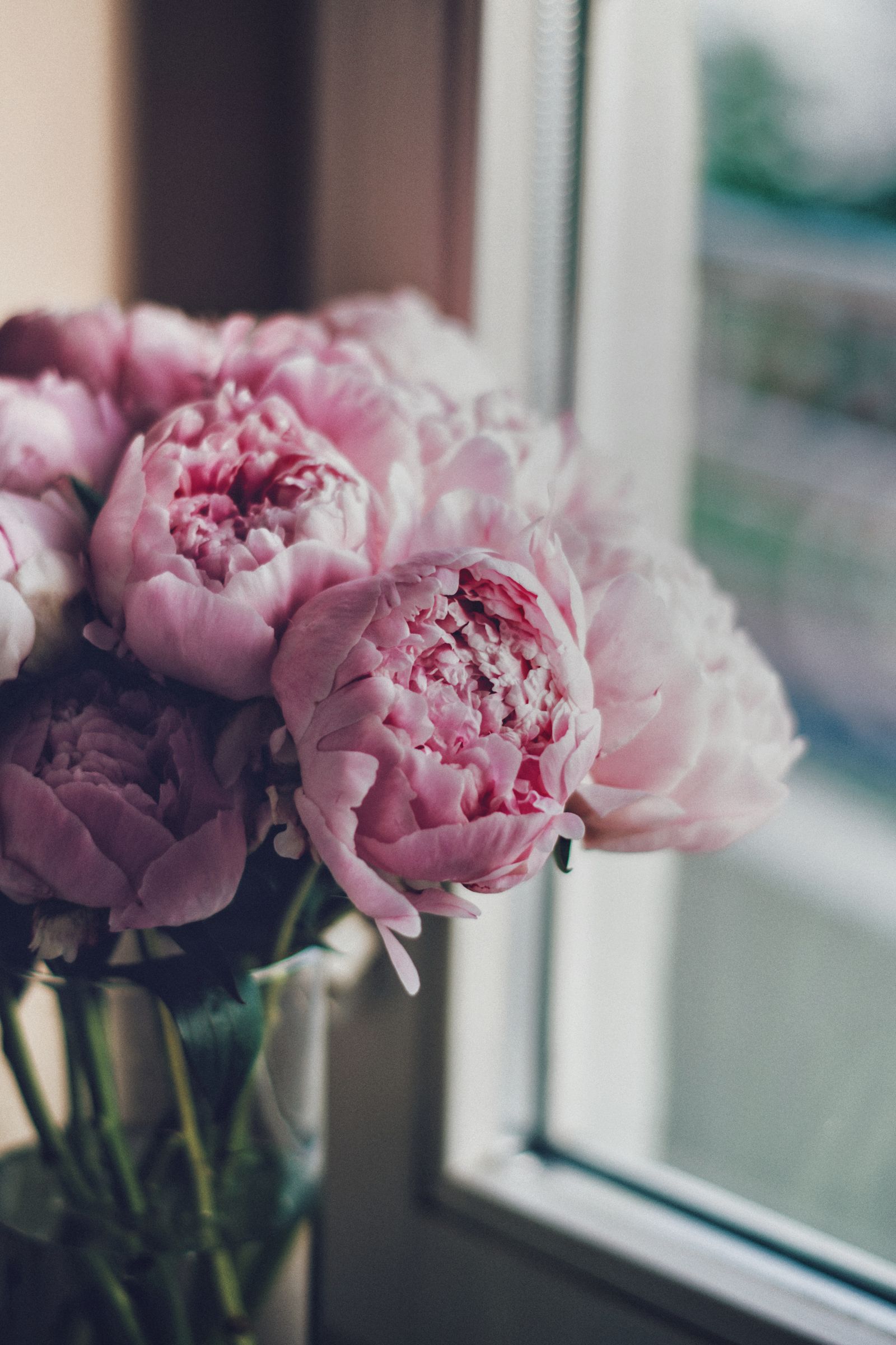 Peonies in a vase